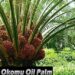 Okomu Oil Palm reports N32.9bn pre-tax profit in 2023