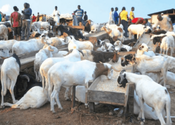Sallah: Ram costs jump to N750,000, sellers lament poor sales
