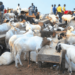 Sallah: Ram costs jump to N750,000, sellers lament poor sales