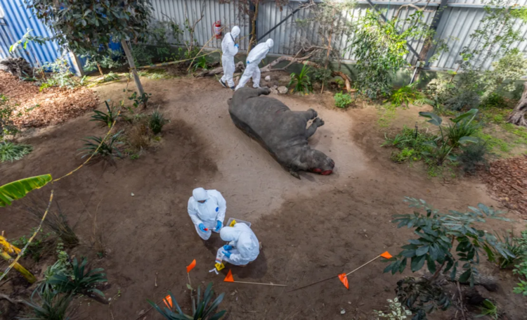 Fake blood and stuffed animals: How wildlife forensics could help to convict poachers