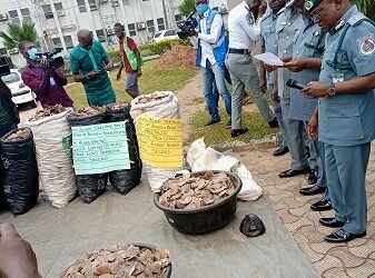 Customs dock illegal dealer of Pangolin skins