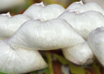 Health risk looms as Unbranded Monosodium Glutamate floods Northern markets