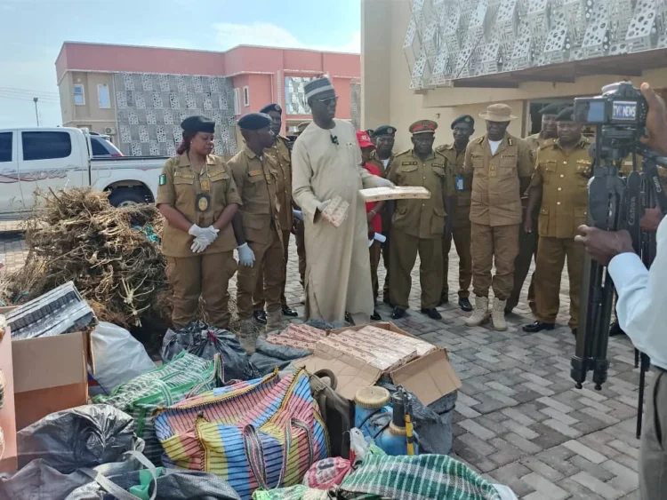 NDLEA destroys cannabis farm, arrests 58 suspects in Adamawa