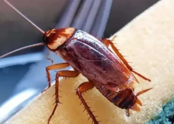 Study shows Cockroaches are secretly poisoning indoor air