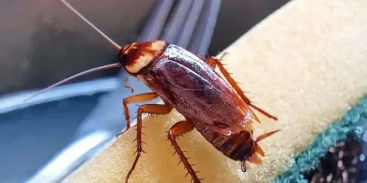 Study shows Cockroaches are secretly poisoning indoor air