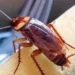 Study shows Cockroaches are secretly poisoning indoor air