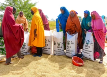 FG empowers 9,870 farmers with inputs, modern rice technologies in Kano