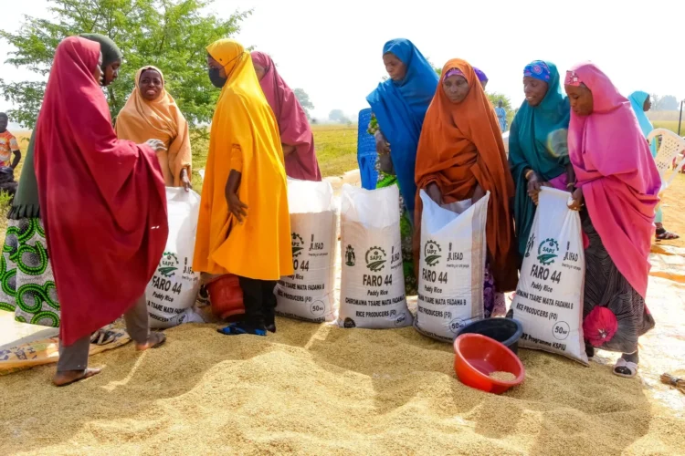 FG empowers 9,870 farmers with inputs, modern rice technologies in Kano