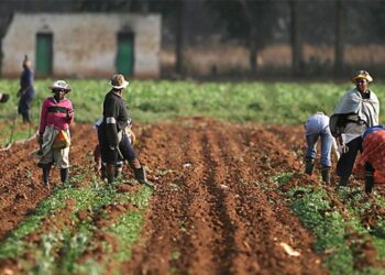 Nigeria to inaugurate maiden cloves farming with 74,000 farmers nationwide