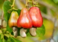 Cashew Industry can generate $10bn annually – Association