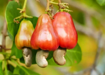 Cashew Industry can generate $10bn annually – Association