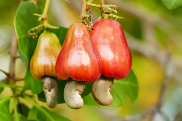 Cashew Industry can generate $10bn annually – Association