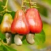 Cashew Industry can generate $10bn annually – Association