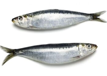 Morocco to ban frozen sardine exports