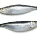 Morocco to ban frozen sardine exports