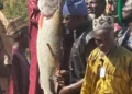 Argungu fishing festival’s biggest catch weighs 59kg