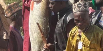 Argungu fishing festival’s biggest catch weighs 59kg