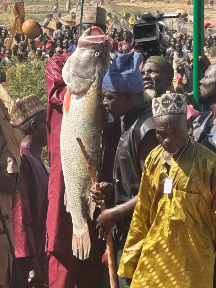 Argungu fishing festival’s biggest catch weighs 59kg