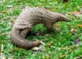 Wild Africa urges swift pangolin protection law