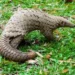 Wild Africa urges swift pangolin protection law