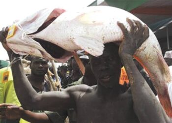 Argungu Fishing Festival: Winner gets Toyota cars, N1m cash