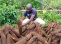 IITA advocates reforms to boost yam production