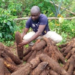 IITA advocates reforms to boost yam production