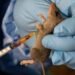 Nigeria records higher Lassa fever death rate