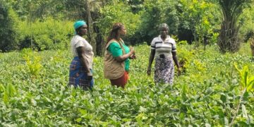 Côte d’Ivoire launches tech hubs to empower Women farmers
