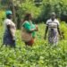 Côte d’Ivoire launches tech hubs to empower Women farmers