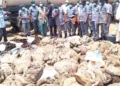 Nigeria Customs seizes smuggled donkey skin, PMS worth N98.3 million in Adamawa