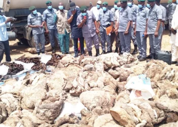 Nigeria Customs seizes smuggled donkey skin, PMS worth N98.3 million in Adamawa