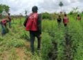 NDLEA destroys 8 hectares farm, seizes 170kg cannabis in Cross River
