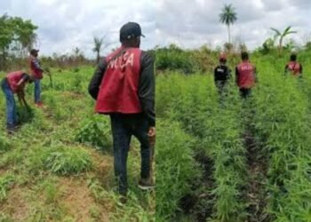 NDLEA destroys 8 hectares farm, seizes 170kg cannabis in Cross River
