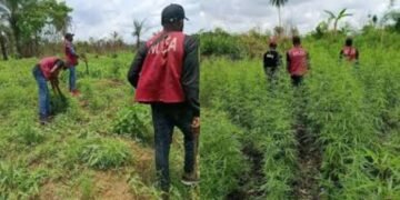 NDLEA destroys 8 hectares farm, seizes 170kg cannabis in Cross River