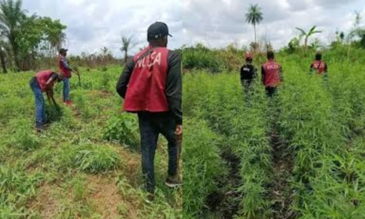 NDLEA destroys 8 hectares farm, seizes 170kg cannabis in Cross River