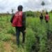 NDLEA destroys 8 hectares farm, seizes 170kg cannabis in Cross River