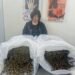 Photos: NDLEA arrests Chinese woman with 31kg Cannabis at Lagos Airport