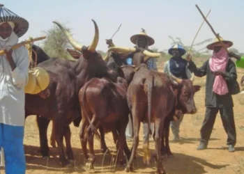 Miyetti Allah urges FG loans for butchers to cut beef prices