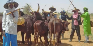 Miyetti Allah urges FG loans for butchers to cut beef prices