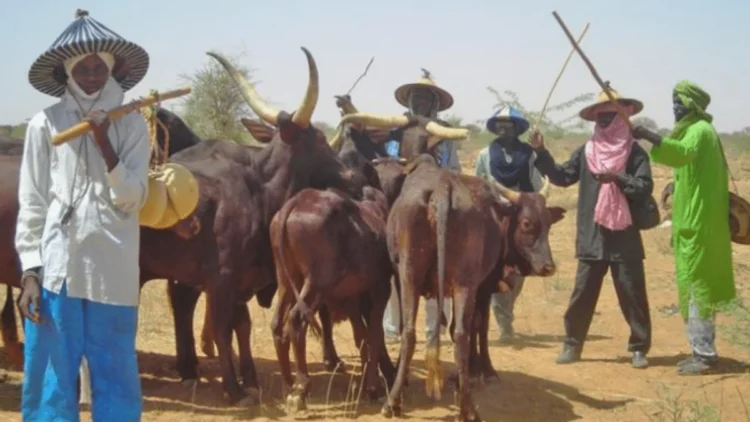 Miyetti Allah urges FG loans for butchers to cut beef prices