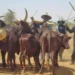Miyetti Allah urges FG loans for butchers to cut beef prices