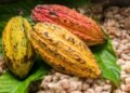 Ghana seeks $1 billion bond to support cocoa farmers’ purchases