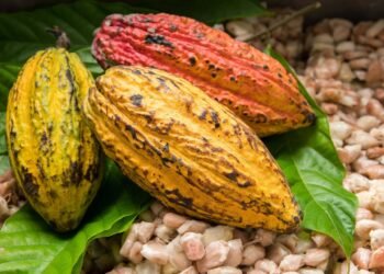 Ghana seeks $1 billion bond to support cocoa farmers’ purchases