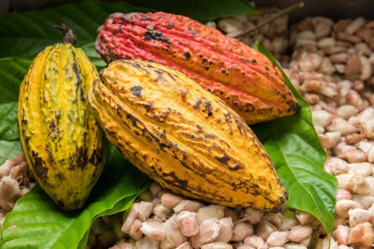 Ghana seeks $1 billion bond to support cocoa farmers’ purchases