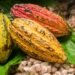 Ghana seeks $1 billion bond to support cocoa farmers’ purchases