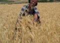 Ethiopia became Africa’s largest wheat producer after recording 33 million tonnes