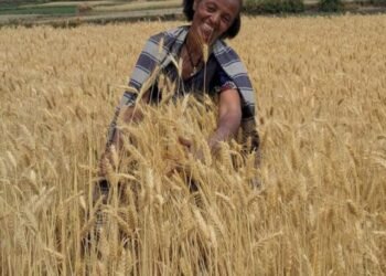 Ethiopia became Africa’s largest wheat producer after recording 33 million tonnes