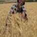 Ethiopia became Africa’s largest wheat producer after recording 33 million tonnes