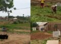 Delayed Rains Leave Abuja Farmers in Limbo, By Prosper Okoye